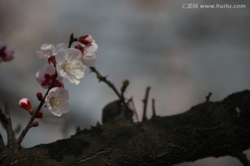 杏花