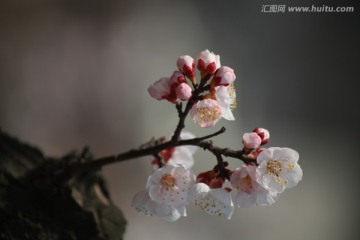 杏花