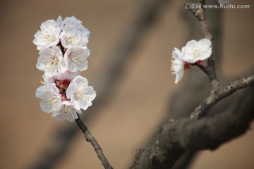 杏花