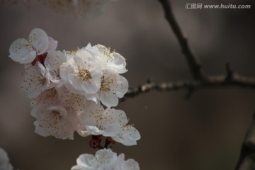 杏花