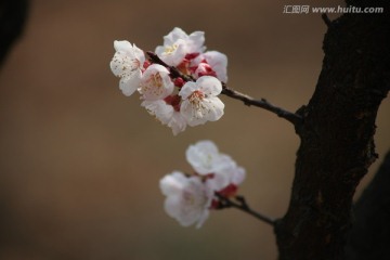 杏花