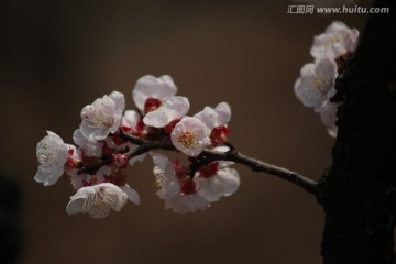 杏花