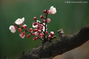 杏花