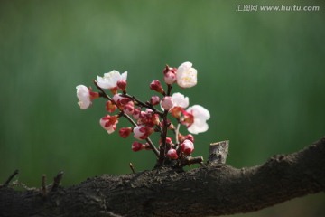 杏花