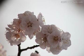 杏花
