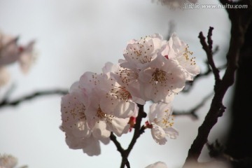 杏花