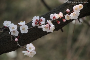 杏花