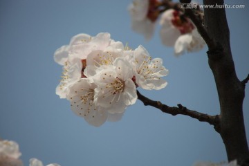 杏花