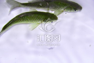 两条鱼