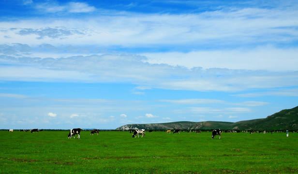 呼伦贝尔草原 牛群 牧场