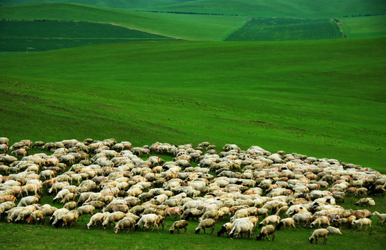 夏季草原 羊群 牧场