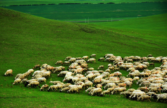 夏季 草原 羊群