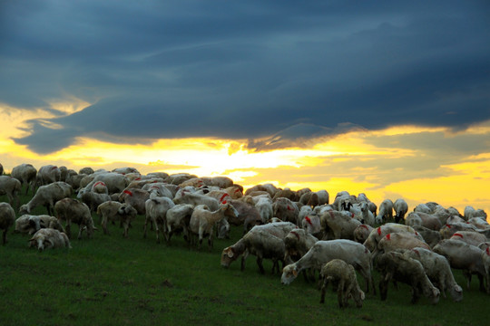 晚霞中的羊群 畜牧业
