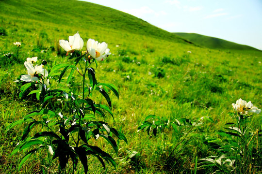 野生芍药花 药材