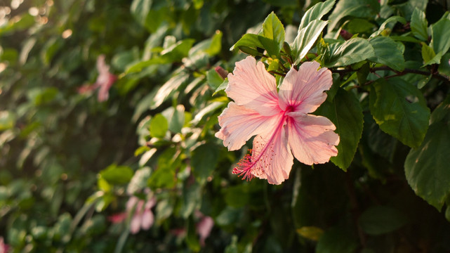 扶桑花