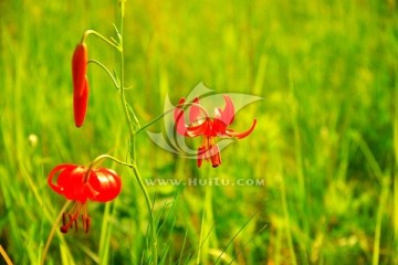 山丹花 映山红花