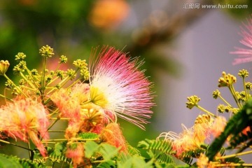 合欢花