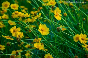 金鸡菊