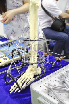 人体下肢骨模型