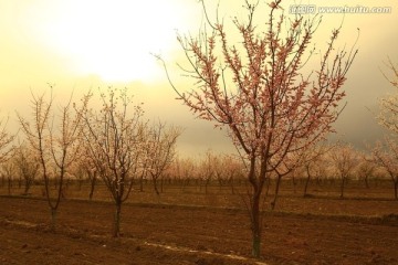 春天的杏花园