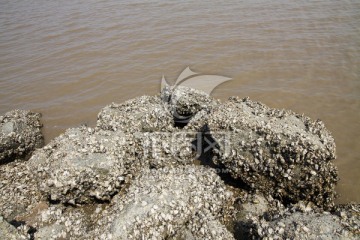 大海 海堤 牡蛎