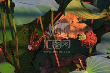 荷花