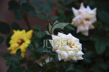 月季花