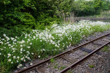 铁路边上的野花