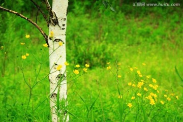 白桦树与小野花