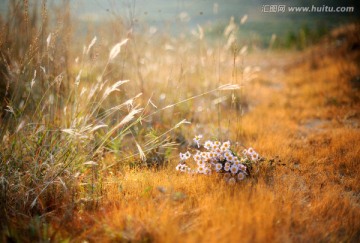 花草桌面素材