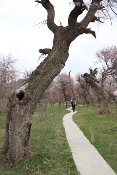 老杏树