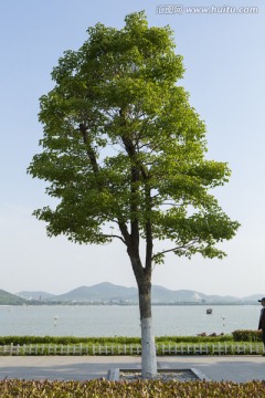 树 植物