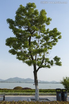独树 公园