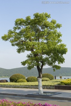 风景树