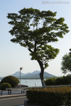 树
