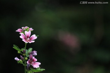 鲜花