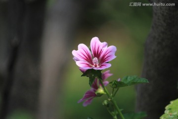 小花