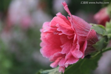 蜀葵