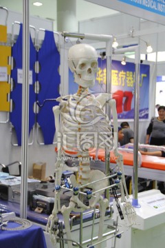 人体骨骼模型