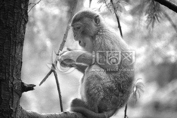 树上吃东西的野猴子黑白照