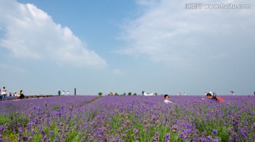 薰衣草花田