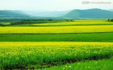 油菜花 油菜田 农田