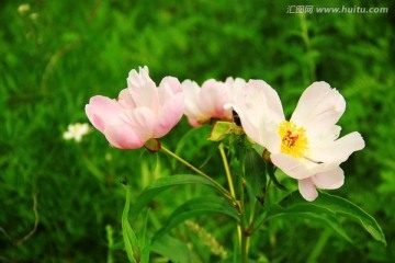 芍药花 花卉 药材