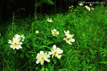 芍药花 田野风光