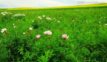 芍药花 田野风光