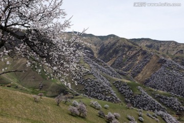 山花烂漫