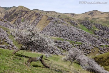 山花烂漫