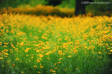 花丛（高清）