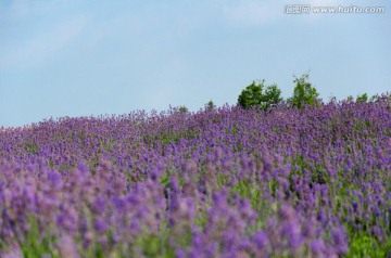 薰衣草