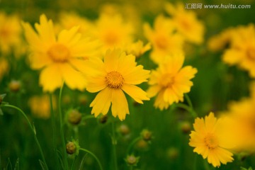 野菊花